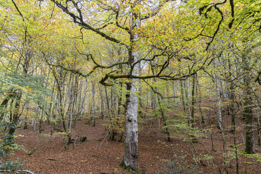 Comunidad Foral de Navarra 093 - Selva de Irati.jpg